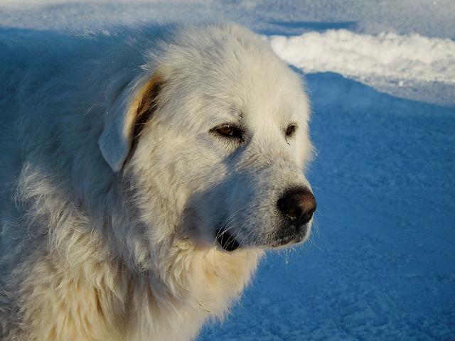 پیرنه بزرگ (Great pyrenees)